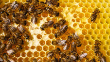 More than 16,000 people have joined Friends of the Earth’s online petition to encourage UK retailers to ban the use of select pesticides